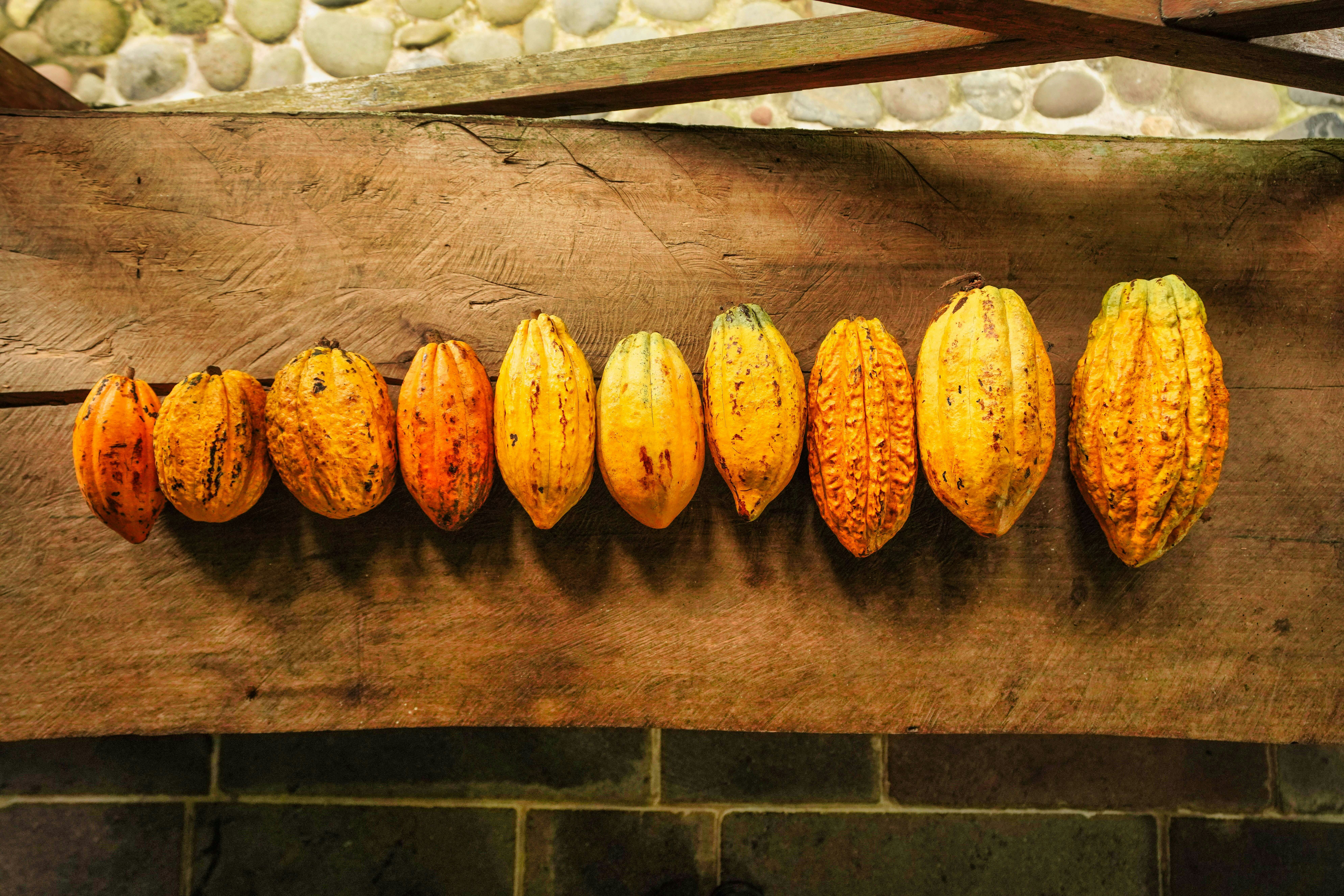 Cacao ceremony setting